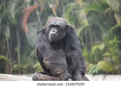Chimpanzee primate sitting with a thoughtful look looking sideways with a philosophical expression