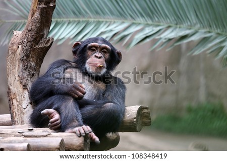 Chimpanzee relaxing on a branch