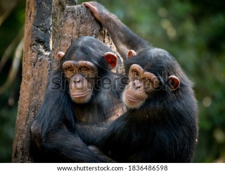 Chimpanzee sibling hugging each other