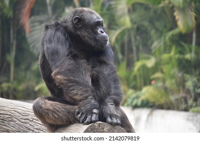 Chimpanzee sideways looking sitting on a tree log.  Big primate with intelligence and emotion almost humane. Picture taken at captivity. 