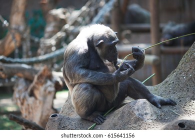 Chimpanzee Sits On A Stone With A Stick In The Zoo Of Barcelona