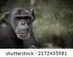 chimpanzee sitting with direct eye contact. Big monkey. Great ape. Photo of ape species