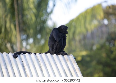 Chimpanzee Sitting On Roof At The Zoo Of Manaus, Brazil.