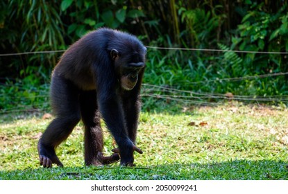 Chimpanzee Species Great Ape Native Forest Stock Photo 2050099241