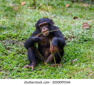 Chimpanzee Species Great Ape Native Forest Stock Photo 2050099244