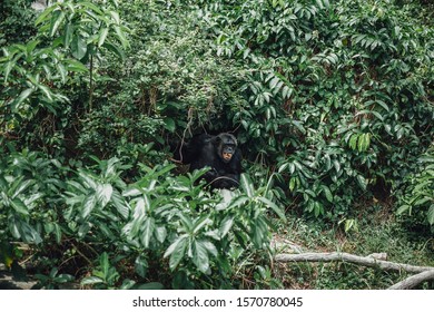 
Chimpanzee Stands In The Forest