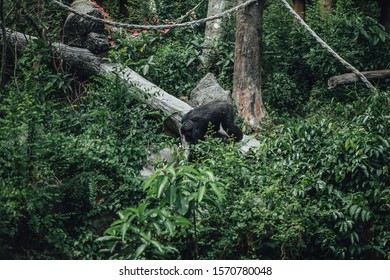 
Chimpanzee Stands In The Forest