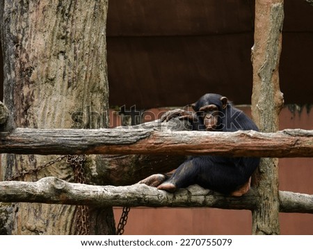 A Chimpanzee at Taiping Zoo.