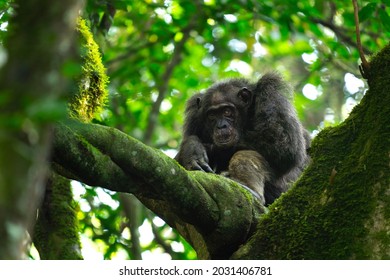 796 Chimpanzee body Images, Stock Photos & Vectors | Shutterstock