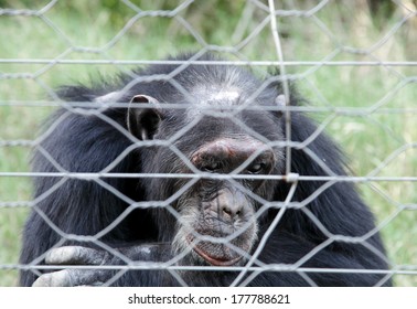 A Chimpanzee Viewing Through The Fence 