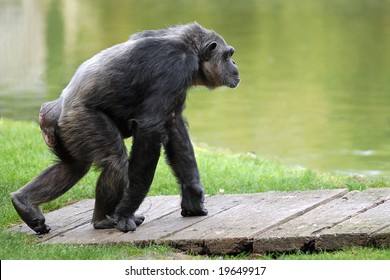 Chimpanzee Walking