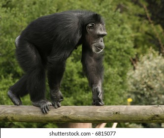 Chimpanzee Walking Across Pole