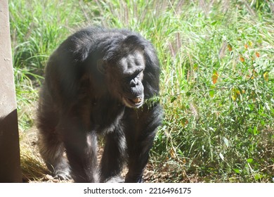 Chimpanzee Walking In The Grass