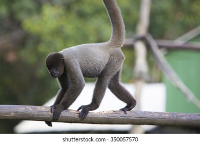 Chimpanzee Walking On A Branch At The Zoo Of Manaus, Brazil.