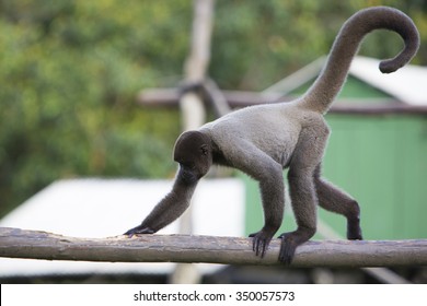 Chimpanzee Walking On A Branch At The Zoo Of Manaus, Brazil.