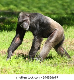 Chimpanzee Walking On A Grass.