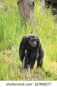 Chimpanzee Walking On A Grass.