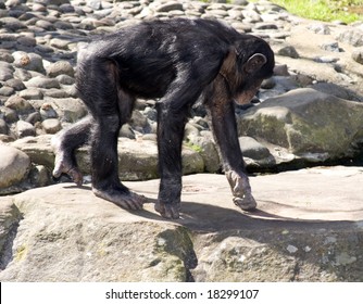 Chimpanzee Walking On Its Hands