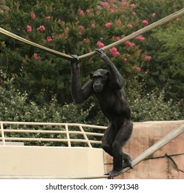 Chimpanzee Walking On Rope