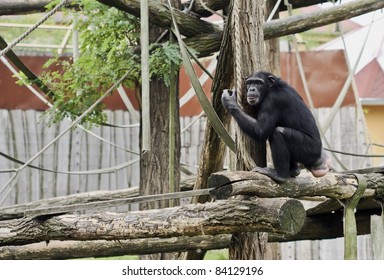 Chimpanzee In Zoo