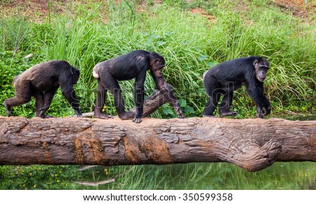 Chimpanzees