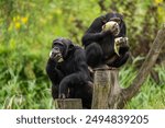 Chimpanzees eating cole in Eindhoven Zoo, the Netherlands.