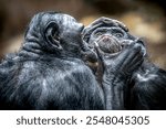 Chimpanzees Engaging in Close Interaction Displaying Affectionat