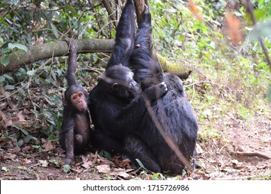 322 Chimps tanzania Images, Stock Photos & Vectors | Shutterstock