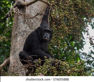 322 Chimps tanzania Images, Stock Photos & Vectors | Shutterstock