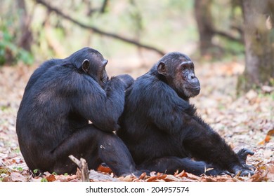 Chimpanzees Grooming