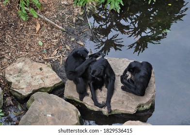 Chimpanzees Grooming By The Lake