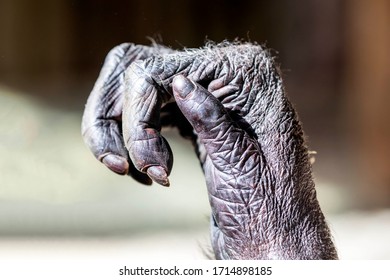 8,966 Chimpanzee Hand Images, Stock Photos & Vectors | Shutterstock