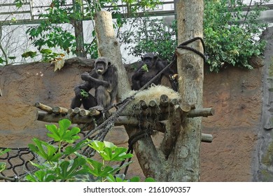 322 Chimps tanzania Images, Stock Photos & Vectors | Shutterstock