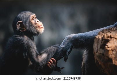 Chimpanzees walk on all fours and have longer arms than legs. They are called knuckle walkers because they use their knuckles for support. Like humans, chimps have opposable thumbs and opposable big - Powered by Shutterstock