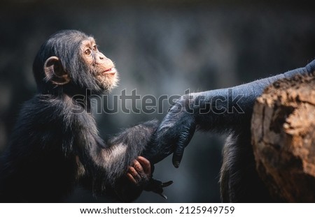 Chimpanzees walk on all fours and have longer arms than legs. They are called knuckle walkers because they use their knuckles for support. Like humans, chimps have opposable thumbs and opposable big