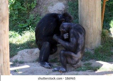 Chimpanzees Younger Grooming Elder