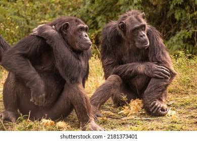 Chimps sitting and talking together.