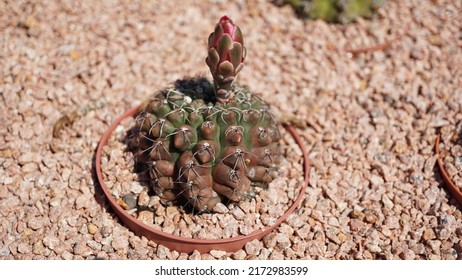 Chin Cactus, In The Botanic Garden. Summer Season