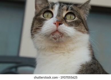 Chin of a house cat with acne