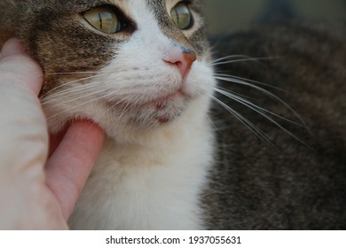 Chin Of A House Cat With Acne