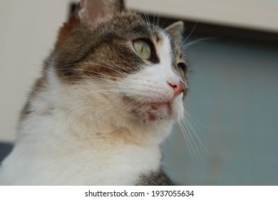 Chin Of A House Cat With Acne