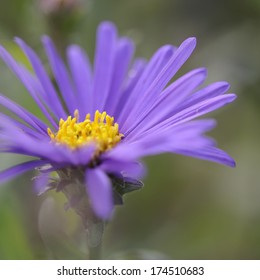 China Aster