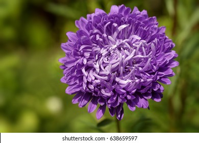 China Aster