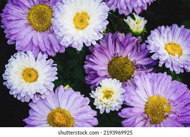 China Aster, Callistephus Chinensis Purple White Flowers In The Garden, Overhead View