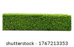 China box-tree bush isolated on white background. Green bush made for fence background in rectangular shaped. Clipping path included.