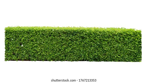 China box-tree bush isolated on white background. Green bush made for fence background in rectangular shaped. Clipping path included. - Shutterstock ID 1767213353