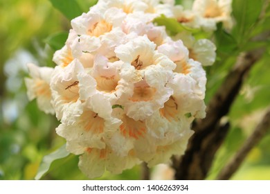 China doll flower or radermachera sinica , a trumpet-like flower.