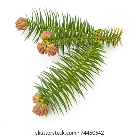 杉花粉 Images Stock Photos Vectors Shutterstock