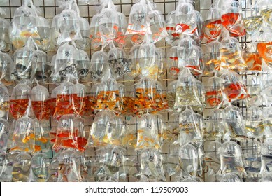 China, Hong Kong Gold Fish Market In Tung Choi Street