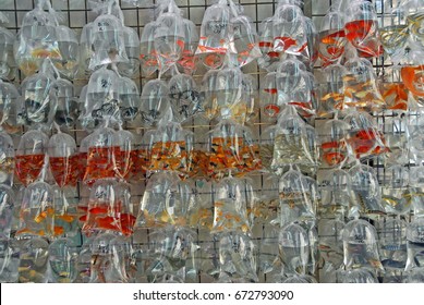 China, Hong Kong Gold Fish In Tung Choi Street Market